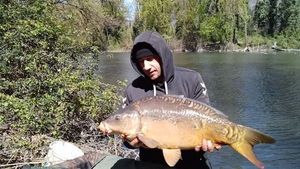 Mirror Carp