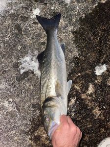 European Bass (Seabass)