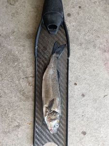 European Bass (Seabass)