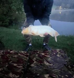 Koï Fish