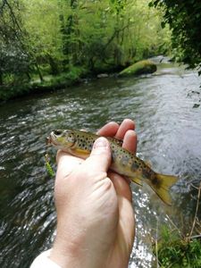 Brown Trout