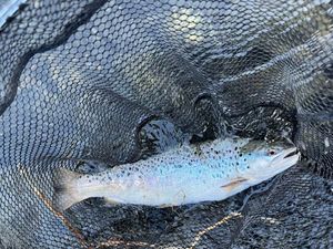Brown Trout