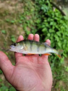 European Perch