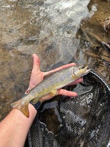 Brown Trout