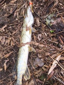 Northern Pike