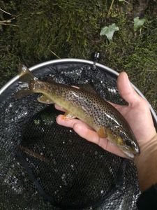 Brown Trout