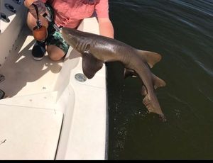Nurse Shark