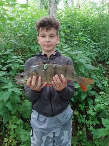 European Perch