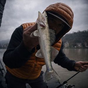 Zander