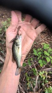 Largemouth Bass