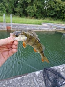 European Perch