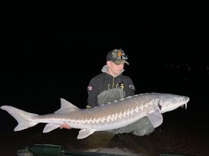 Sturgeon