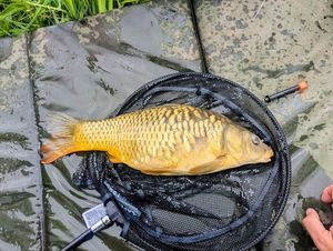 Common Carp