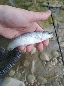 Brown Trout