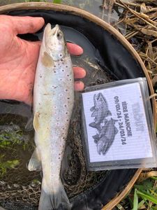 Brown Trout