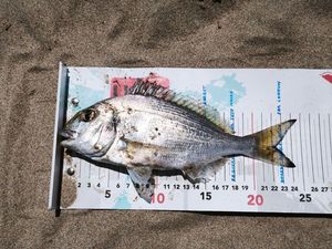 Gilthead Seabream