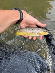 Brown Trout