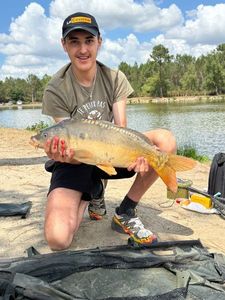 Mirror Carp