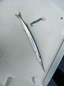Garfish