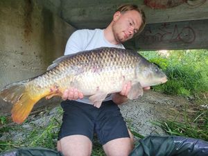 Common Carp