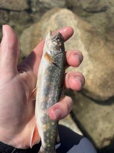 Brook Trout
