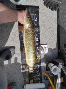 Northern Pike