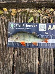 European Perch