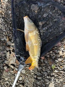Leather Carp