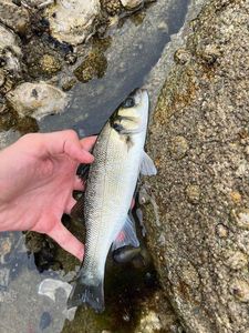 European Bass (Seabass)