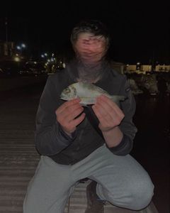 Gilthead Seabream
