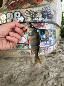 European Perch