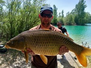 Common Carp