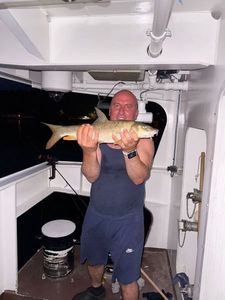 Barbel