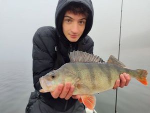 European Perch
