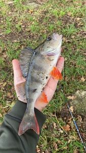 European Perch
