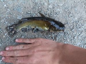 Black Bullhead
