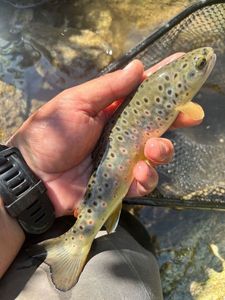 Brown Trout