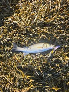 European Bass (Seabass)