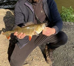 European Perch