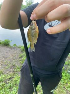 Green Sunfish