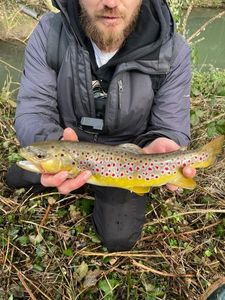 Brown Trout
