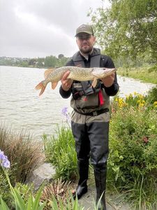 Northern Pike