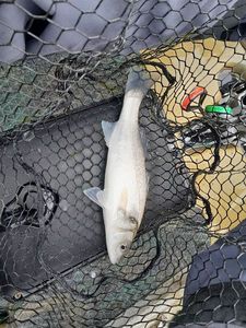 European Bass (Seabass)
