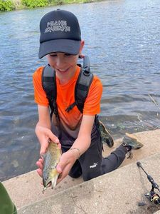 Brown Trout