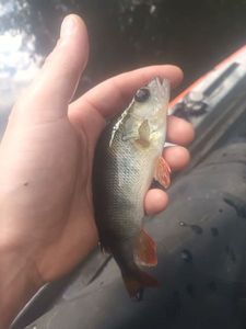 European Perch