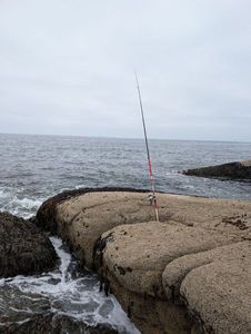 Ballan Wrasse