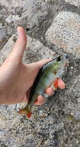 European Perch