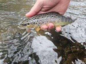Brown Trout