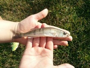 Zander