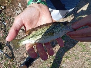 Largemouth Bass
